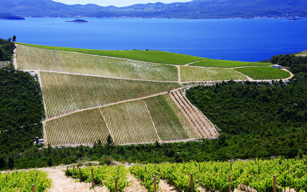 Croatian wine on the rise